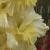 gladioluscflomissmidasnagc1a1a
