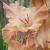 gladioluscfloslastenanagc1a