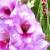gladiolusfflocharmschoolnagc1a1