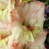 gladiolusfflohappyfacenagc