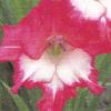 gladiolusfflohighstakesnagc