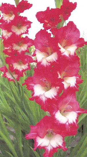 gladiolusfflohhighstakesnagc