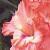 gladioluscfloalpenglownagc1a1a