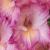 gladioluscflofragrantladynagc1a1a