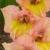 gladioluscflofragrantartnagc1a1