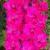 gladioluscflogypsybellenagc1a1a