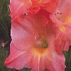 gladiolusfflojupiternagc