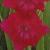 gladioluscfloantpeetersnagc1a1