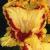 gladioluscflocourtjesternagc1a1