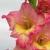 gladioluscfloeyeopenernagc1a