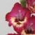 gladioluscflohappyhournagc1a