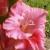 gladioluscflokissofrosenagc1a1