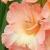 gladioluscflolaurennagc1a