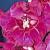 gladioluscfloroyalistnagc1a