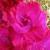 gladioluscfloroyaltouchnagc1a