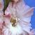 gladioluscflovivaciousnagc1a