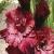 gladioluscflowillywonkanagc1a