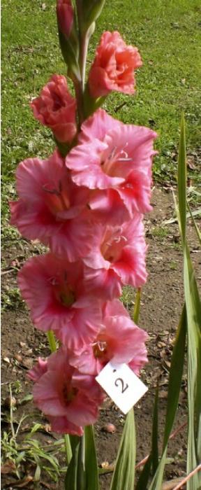 gladiolusfflosgkissofrosenagc