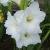 gladioluscfloamsterdamrvroger1a1a
