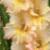 gladioluscflobaldsbeautynagc1a1