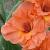 gladioluscflocatharinanagc1a