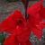 gladioluscfloeurovisionrvroger1a1