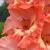 gladioluscfloexpresidentnagc1a
