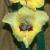 gladioluscflolemontartnagc1a1
