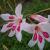gladioluscfloprinsclausrvroger1a1a