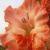 gladioluscfloscrumptiousnagc1a
