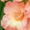 gladiolusfflolaurennagc