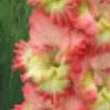 gladiolusfflolylenagc