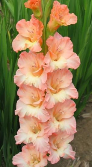 gladiolusfflohlaurennagc
