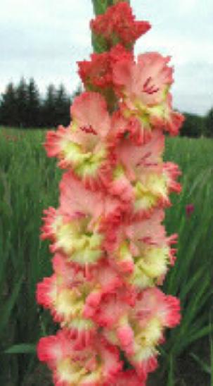 gladiolusfflohlylenagc