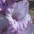 gladioluscflobluebaynagc1a1