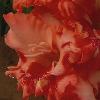 gladiolusfflomercymenagc