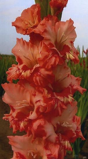 gladiolusfflohmercymenagc