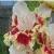 gladioluscfloassolnagc1a1a