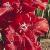 gladioluscflocockadoodlenagc1a