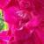 gladioluscflofrenchrosenagc1a