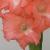 gladioluscflograndfinalencoe1a1