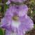 gladioluscflohermajestyrvroger1a1