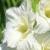 gladioluscflosecretladynagc1a1