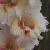 gladioluscflobeautymarknagc1a1
