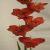 gladioluscflomarinancoe1a1