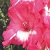 gladiolusfflookouzleinnagc