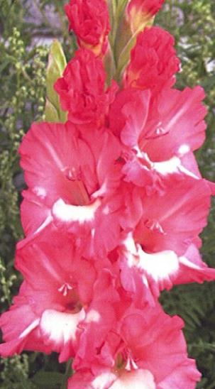 gladiolusfflohokouzleinnagc