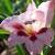 gladioluscflocarneusrvroger1a1