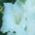 gladioluscfloirishcreamnagc1a
