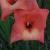 gladioluscflojessicarvroger1a1
